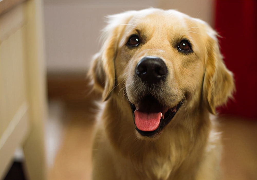 养犬指南怀孕狗狗的照顾方法,养狗的心得与体会