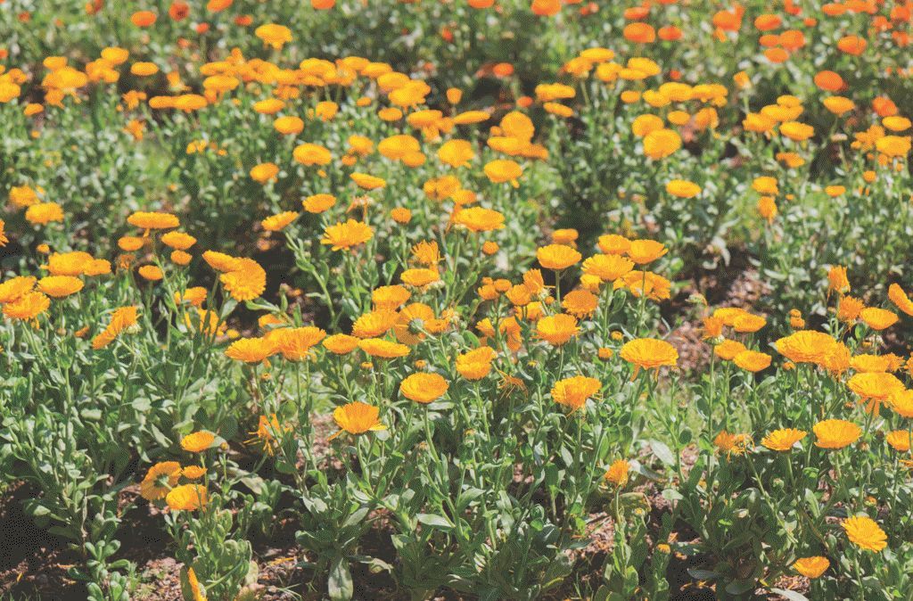 舒缓肌肤敏感泛红,敏感肌镇静舒缓的精华