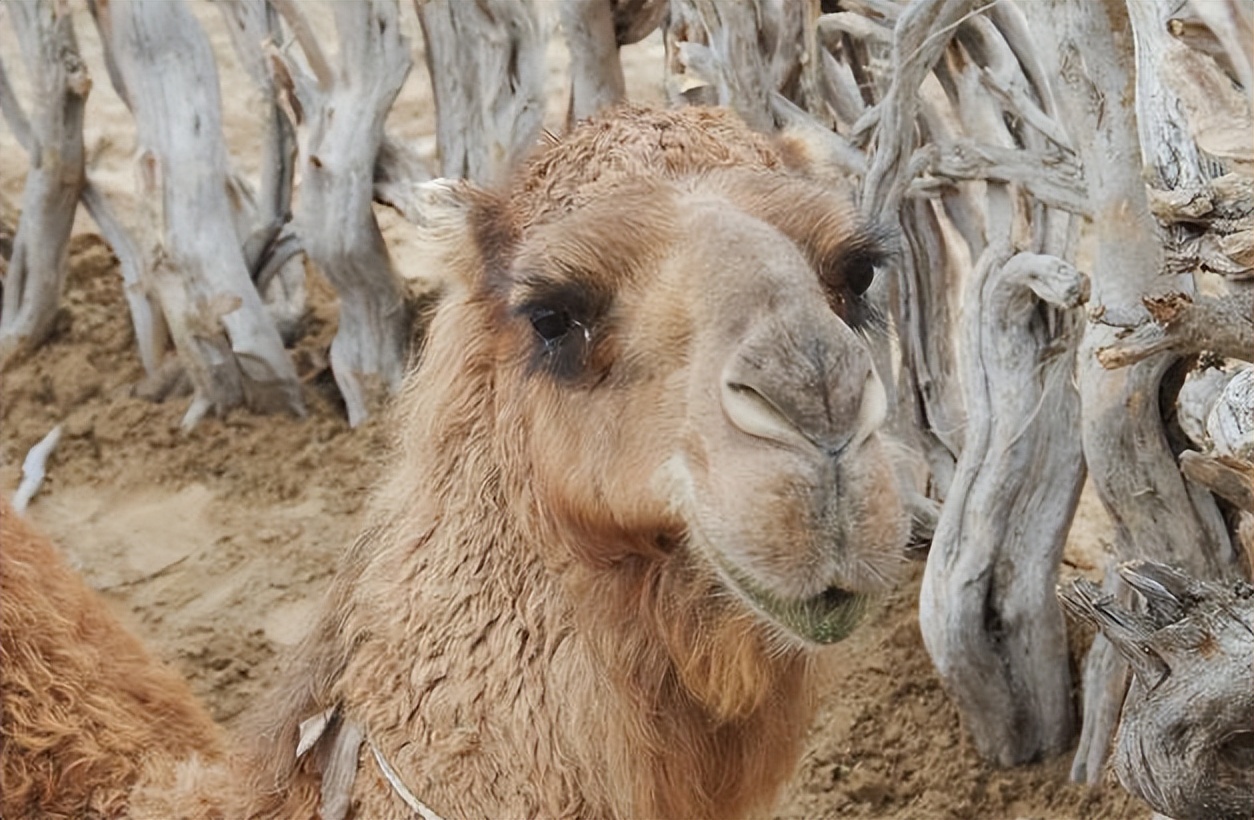 亚洲唯一免费中立国,亚洲地区永久的中立国
