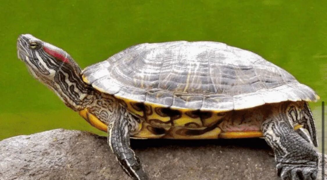 黄耳龟与巴西龟习性有什么区别,巴西龟外形特征及生活习性动画