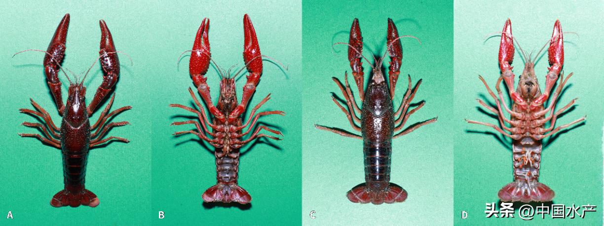 水生外来物种入侵防控工作方案,水生动物防疫