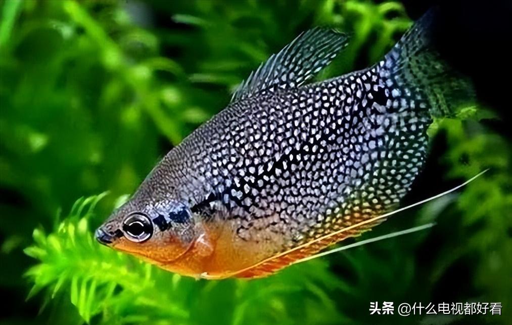 观赏鱼冬天怎么养能活,冬天鱼在鱼缸怎么办