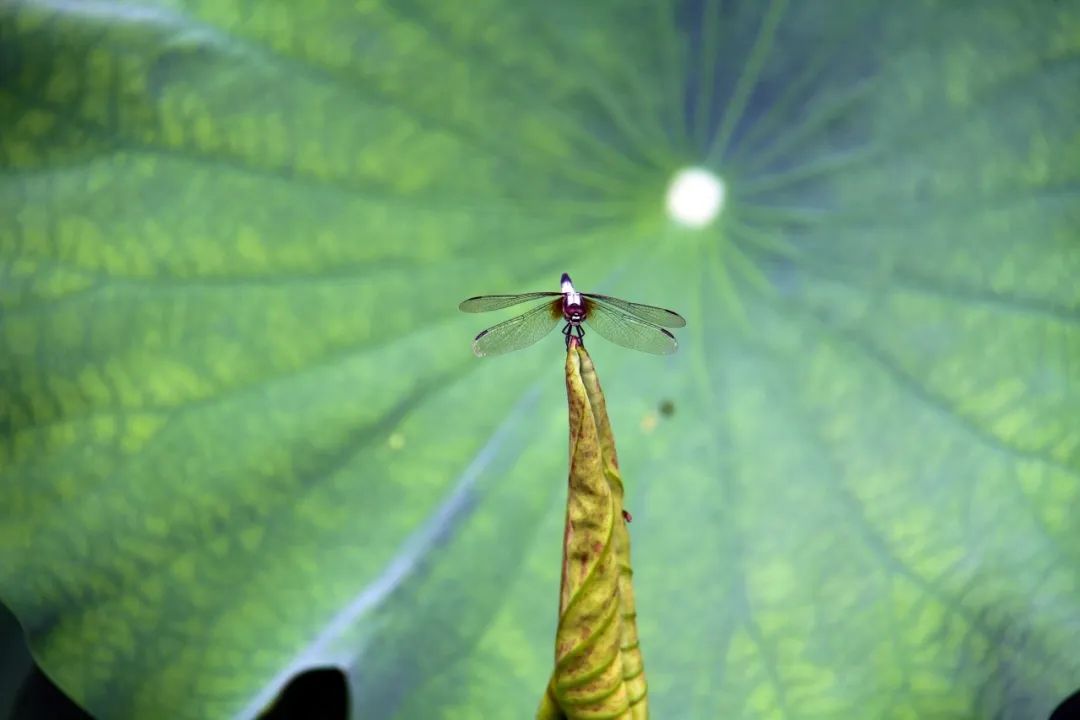 绚烂花海,绚烂花海现在还有吗