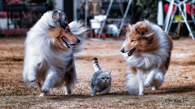 关于德牧的6个冷知识,苏格兰狗的知识