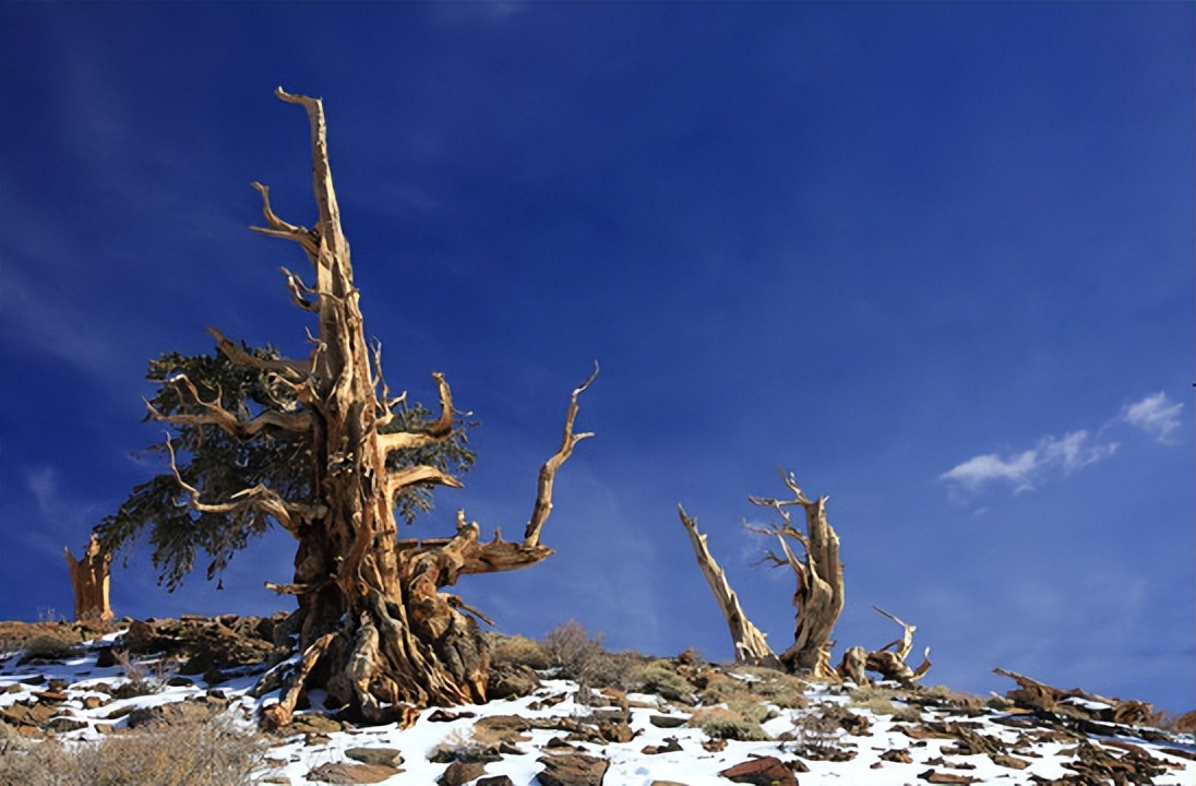 世界上最奇怪的10种树木的视频,自然界最奇怪的树