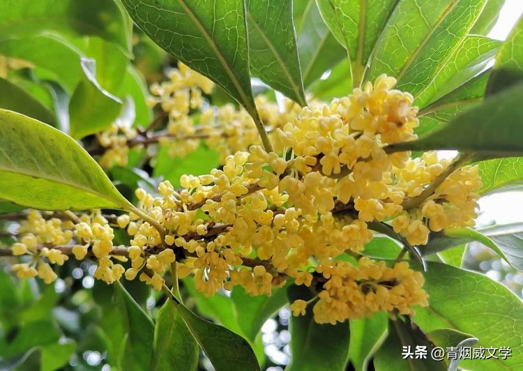 国庆七绝一首诗,国庆重阳朗读