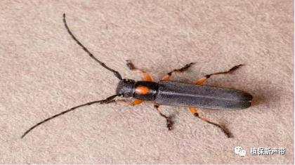 蛀干害虫为害症状识别,什么是蛀干害虫