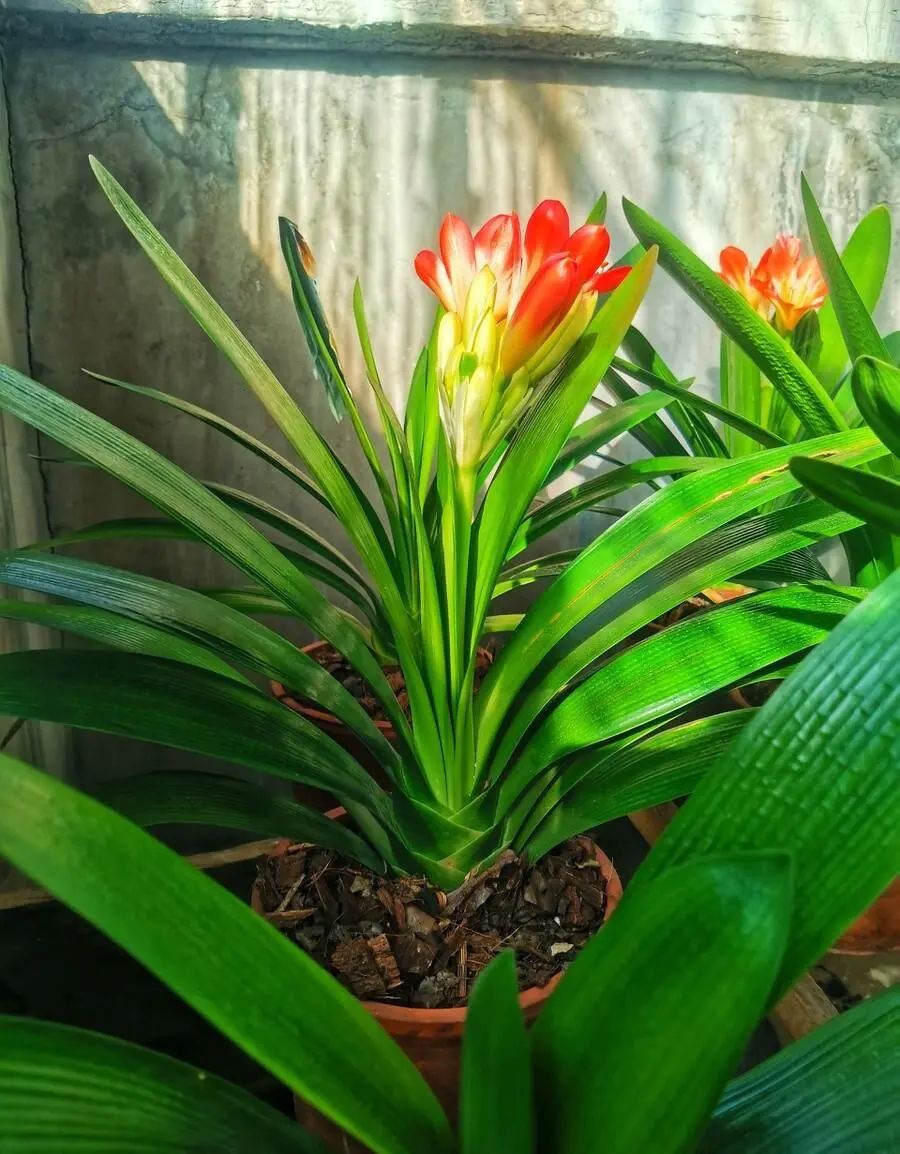 花卉市场如何挑选君子兰才能开花,目前花市卖的君子兰是什么品种