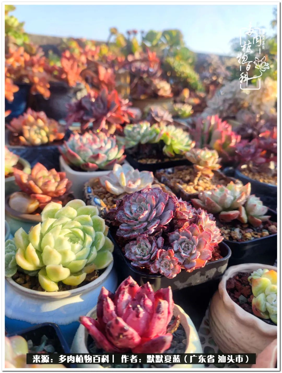 多肉虐我千百遍，我待多肉如初恋