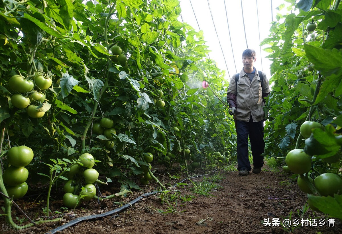 叶面肥早上使用好还是傍晚使用好,玉米叶面肥磷酸二氢钾使用方法