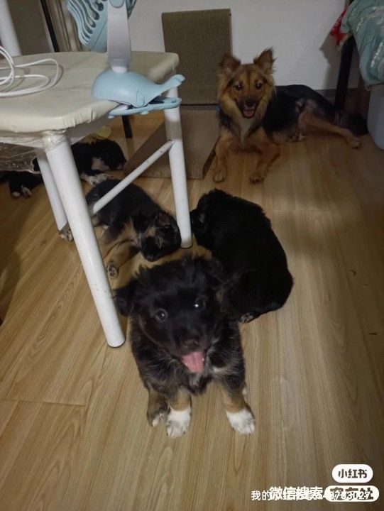 宠物领养、全国宠物*养送**、押金无偿免费领养 20220720