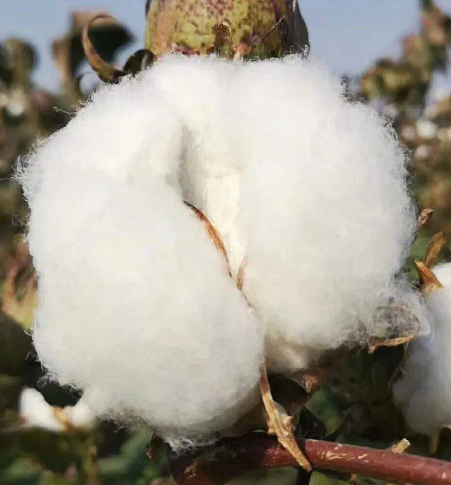 熟人带着去买的四件套感觉被坑了,有没有在淘宝上买四件套被坑的