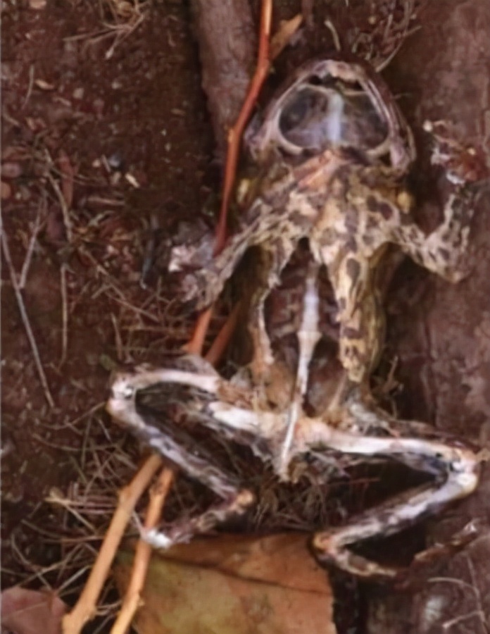 世界上最大的蟾蜍是,全世界最大的蟾蜍