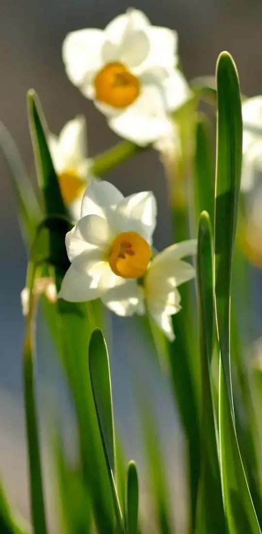 古诗词中的水仙花：飘零尘俗客再见水仙花