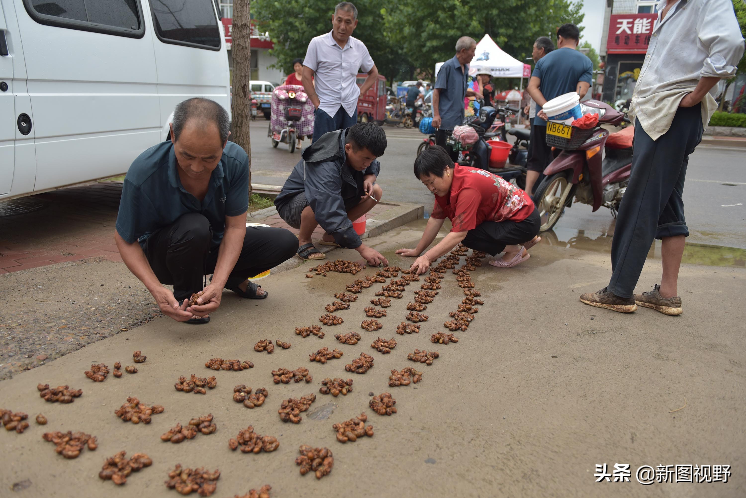 35岁青年网售金蝉爆单，有人一次买2000只，发快递忙得没时间吃饭