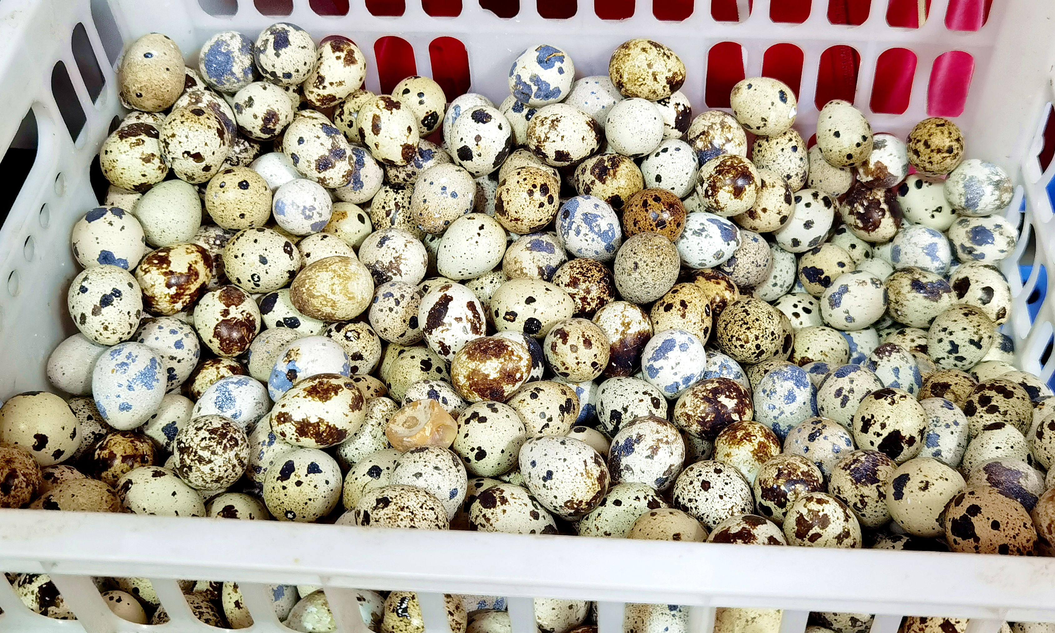 秋天，遇见鹌鹑蛋别手软，营养滋补，高钙高蛋白，老人孩子要多吃