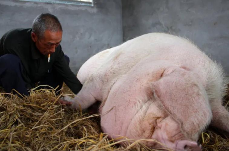 世界上最胖的猪究竟有多胖,世界上最胖的猪重多少