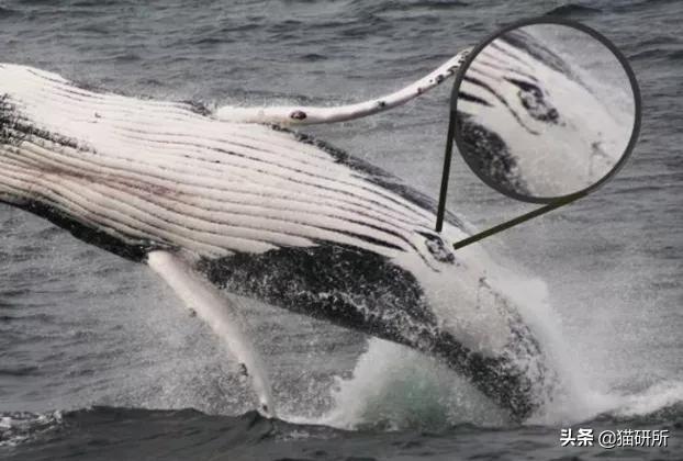 你见过猫咪吞口水吗,猫咪有肚脐眼吗