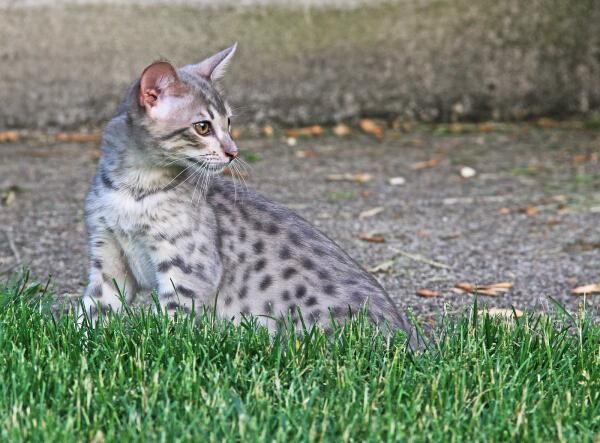 野生保护动物领养,野生小动物领养