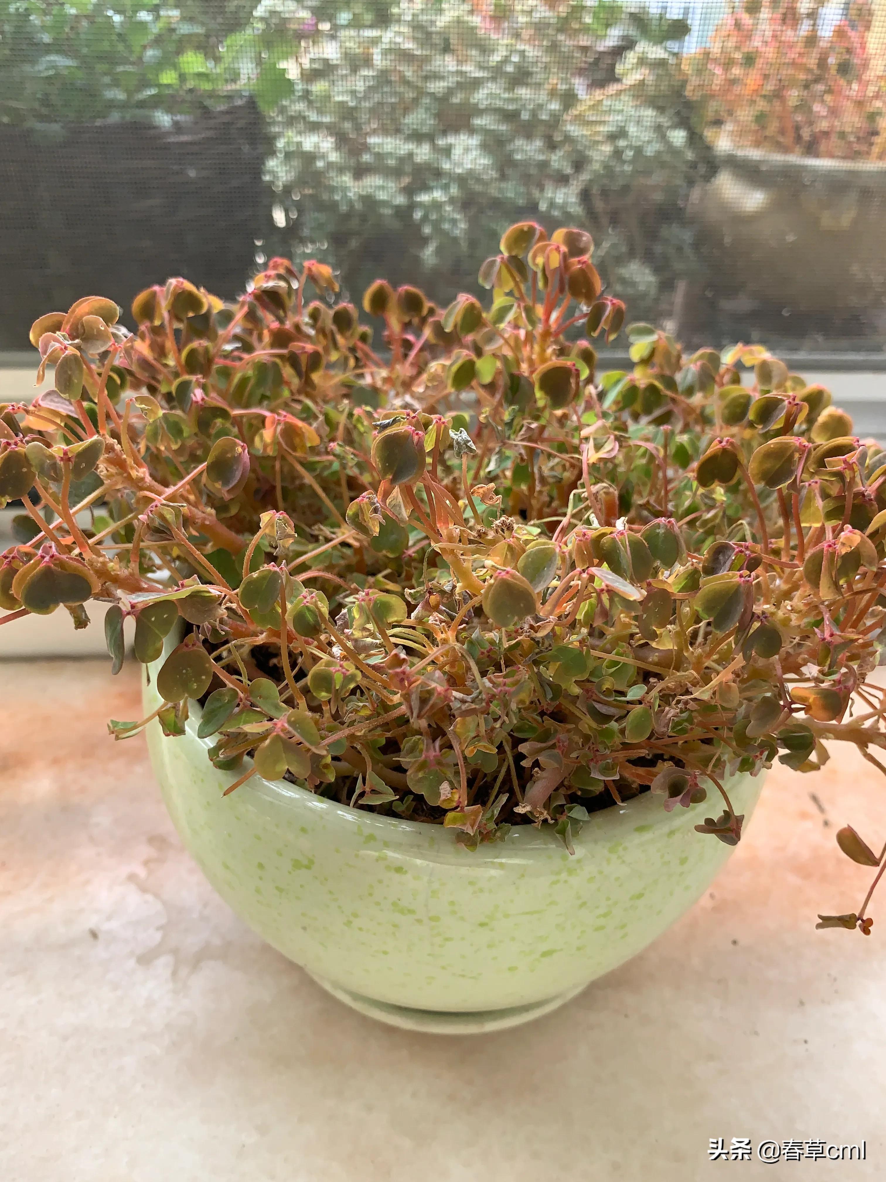 家里的花都被猫弄了怎么办,家里的花被别人摘了怎么办