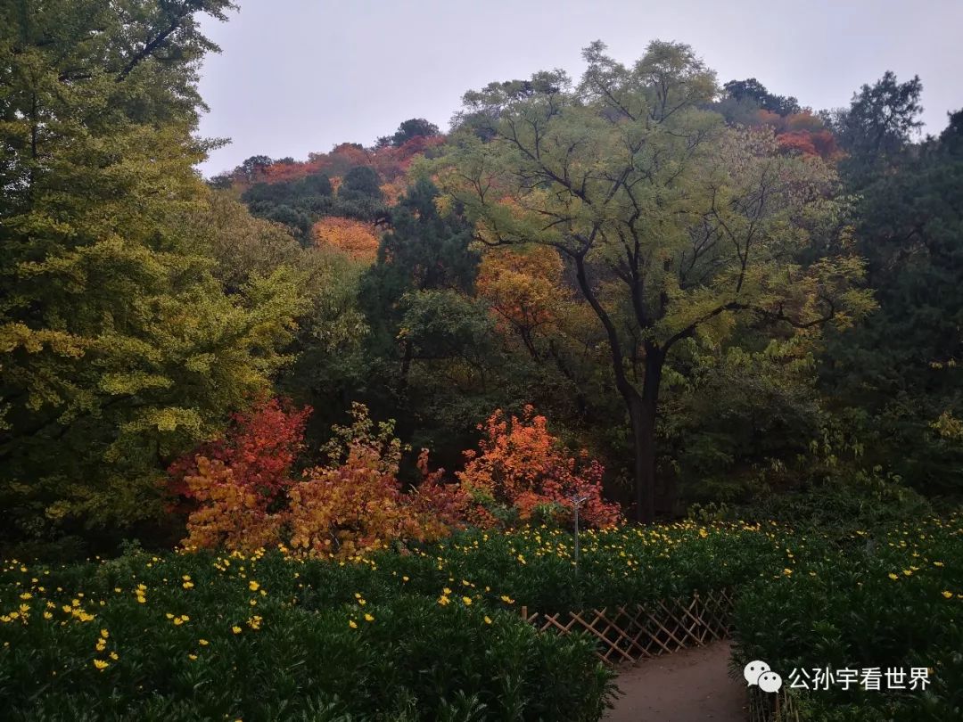 北京的香山上,北京的香山海拔多少米