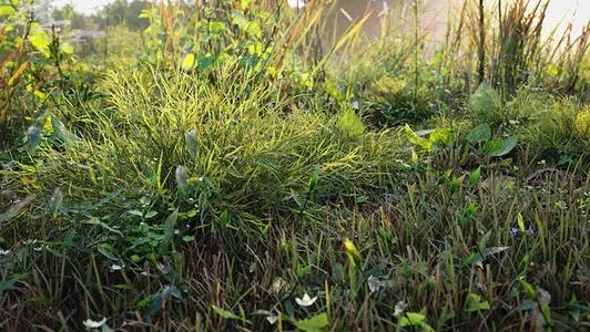 祖传毒蛇术招蛇视频,湖南村民招蛇术