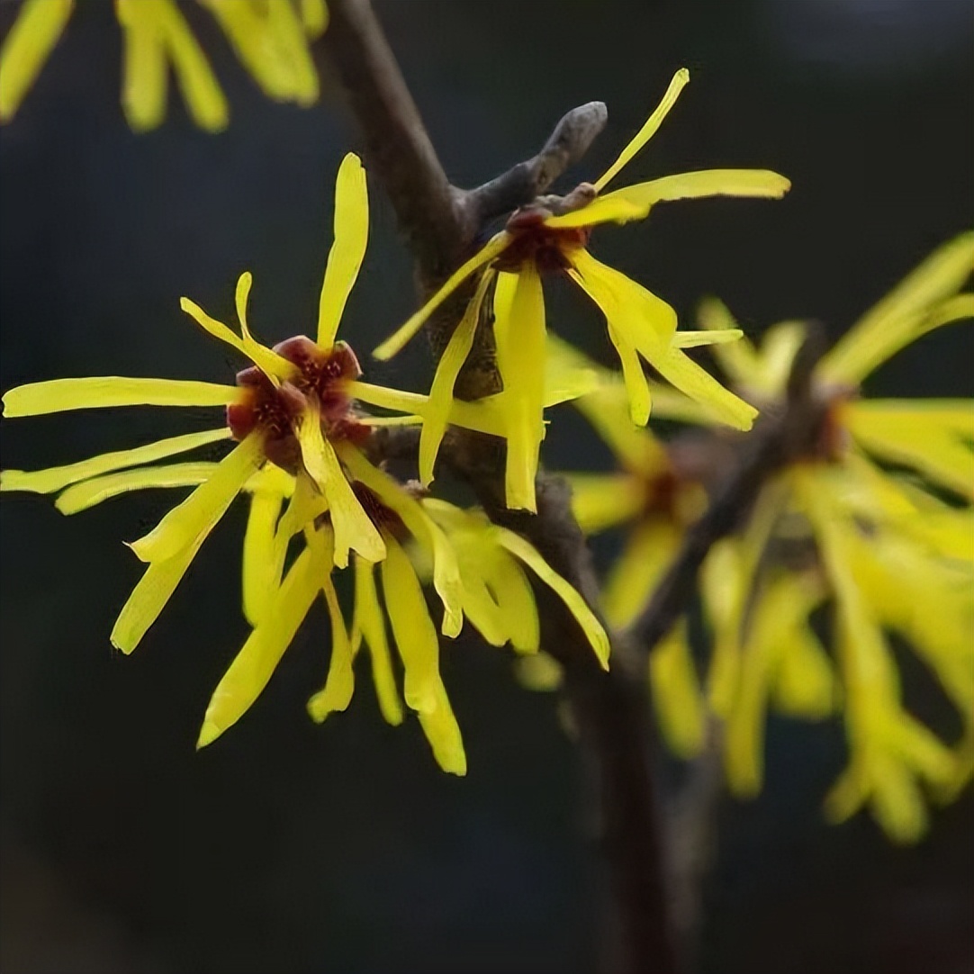 回家过年给母亲带什么护肤品,过年带回家的护肤品怎么携带