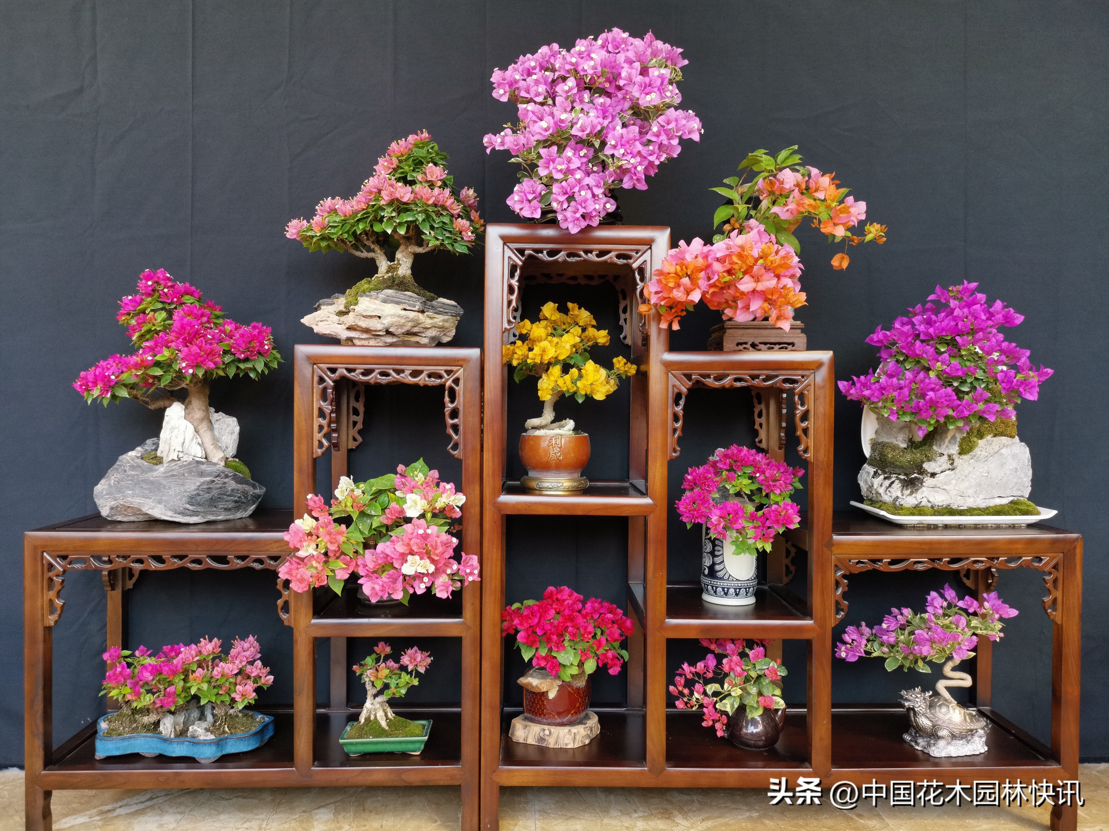 三角梅精品小老桩盆景,三角梅盆景制作视频全教程