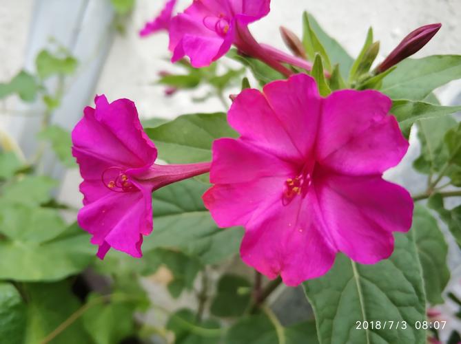 清明期间开的野花有哪些,清明节野花