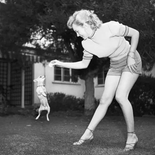 吉娃娃真实的面目,泰迪犬从万人迷变成万人恨