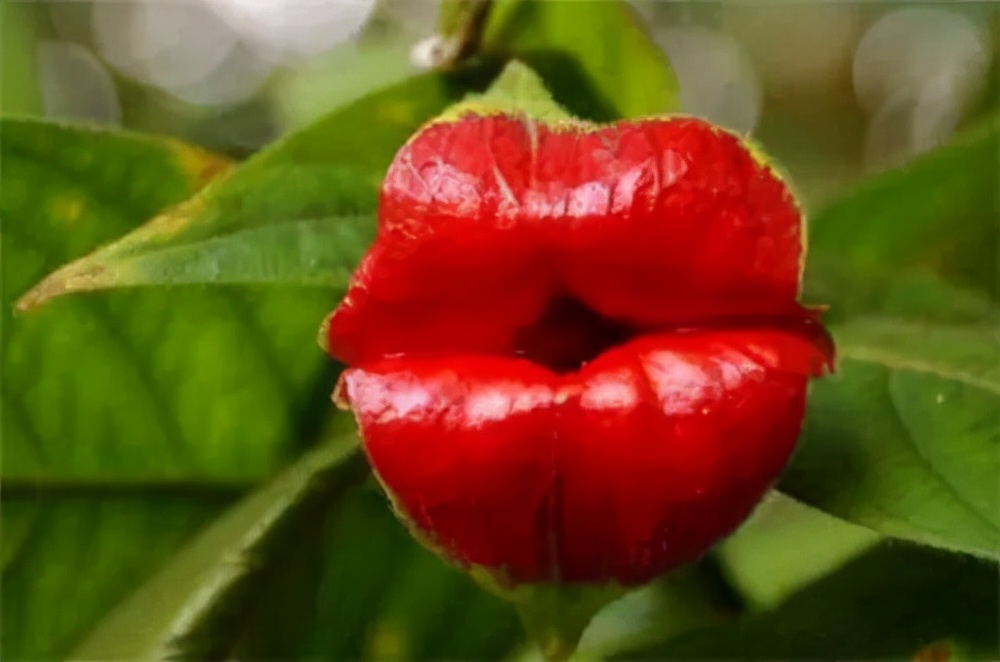 什么兰是最流行的兰花呢,兰花中哪个品种最好看又好养