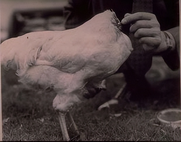 美国无头公鸡存活多久,美国无头鸡成功案例