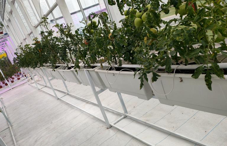 农业技术大讲堂之番茄的种植技术,连云港番茄无土栽培