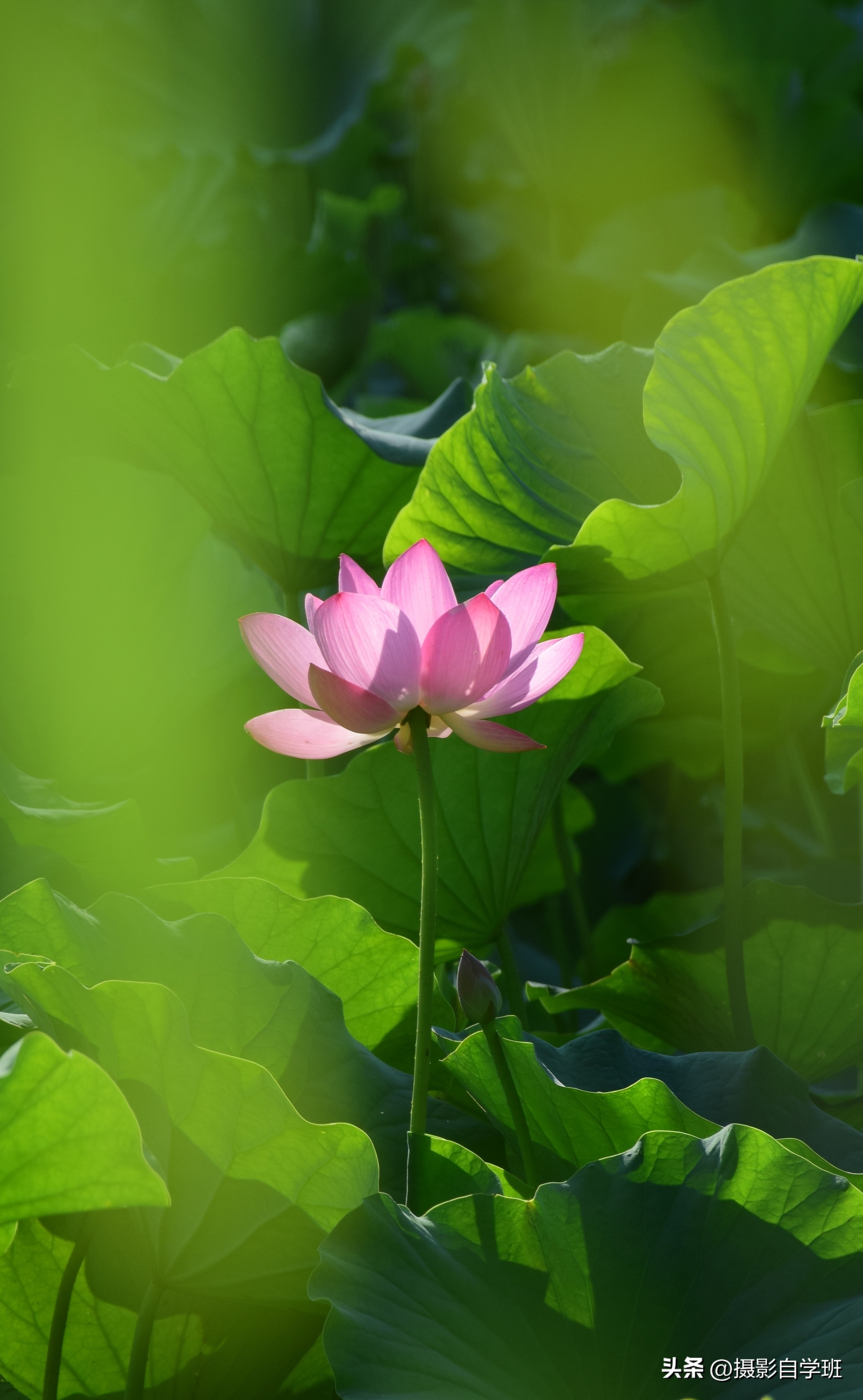 摄友投稿图片,摄友投稿旅行记录图