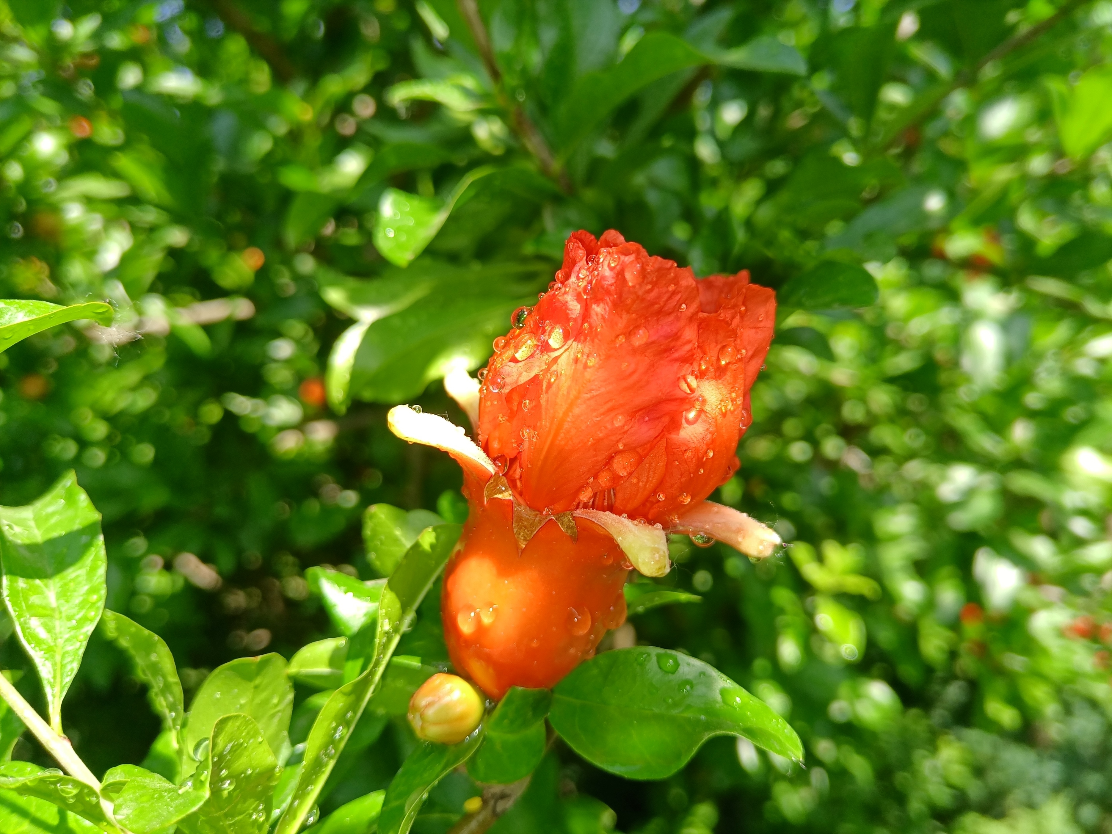 五月石榴花开的唯美诗句,关于石榴花的美文和诗句