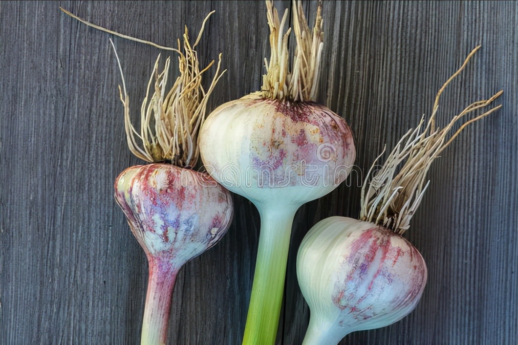 大蒜要怎么储存才不会发芽,大蒜怎么保存才不会干瘪发芽