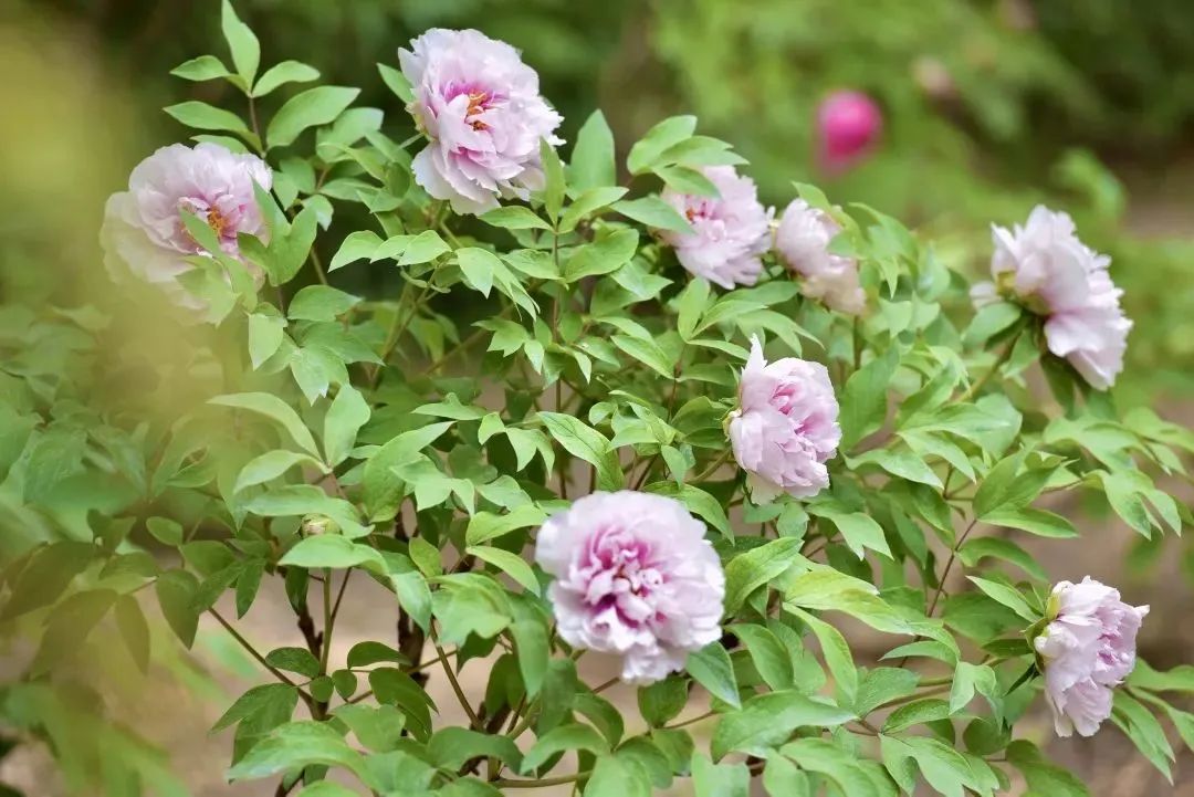 小众公园北京,北京欧式小众公园