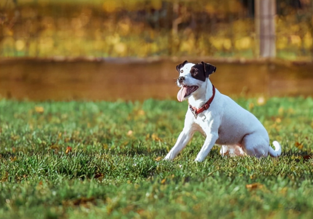 幼犬狗狗拉稀的原因及治疗方法,狗狗幼犬打疫苗拉稀
