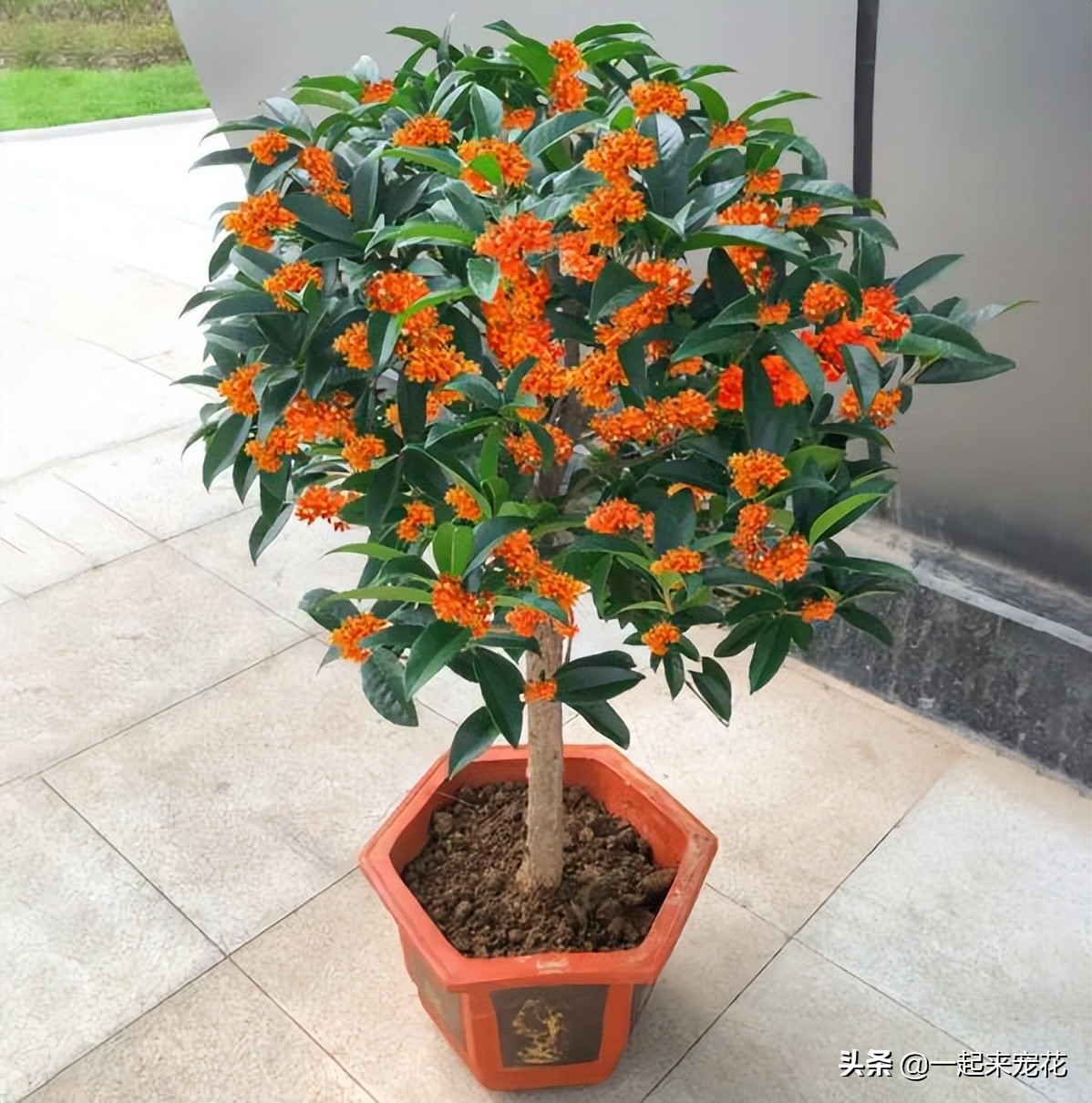寓意好的盆栽花推荐,十大盆栽名贵花树