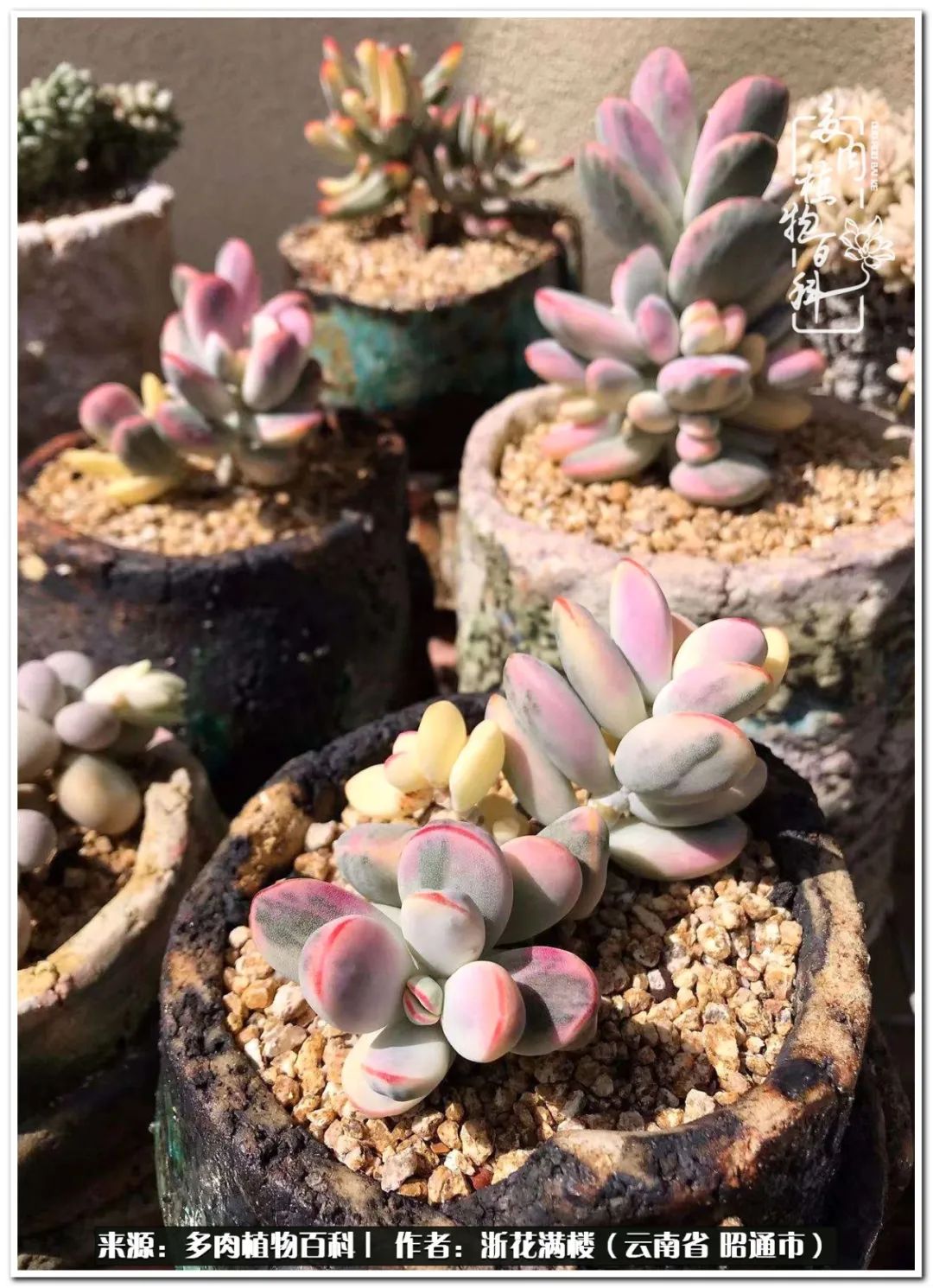 奔跑吧跑步,奔跑吧多肉盆栽