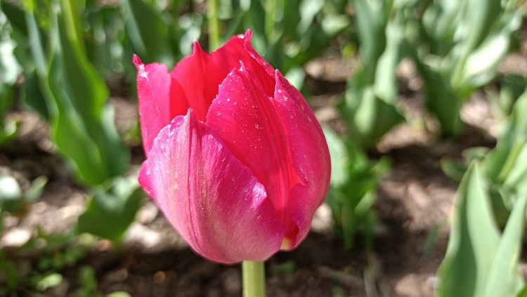 郁金香高贵典雅姿态万千,淡雅郁金香