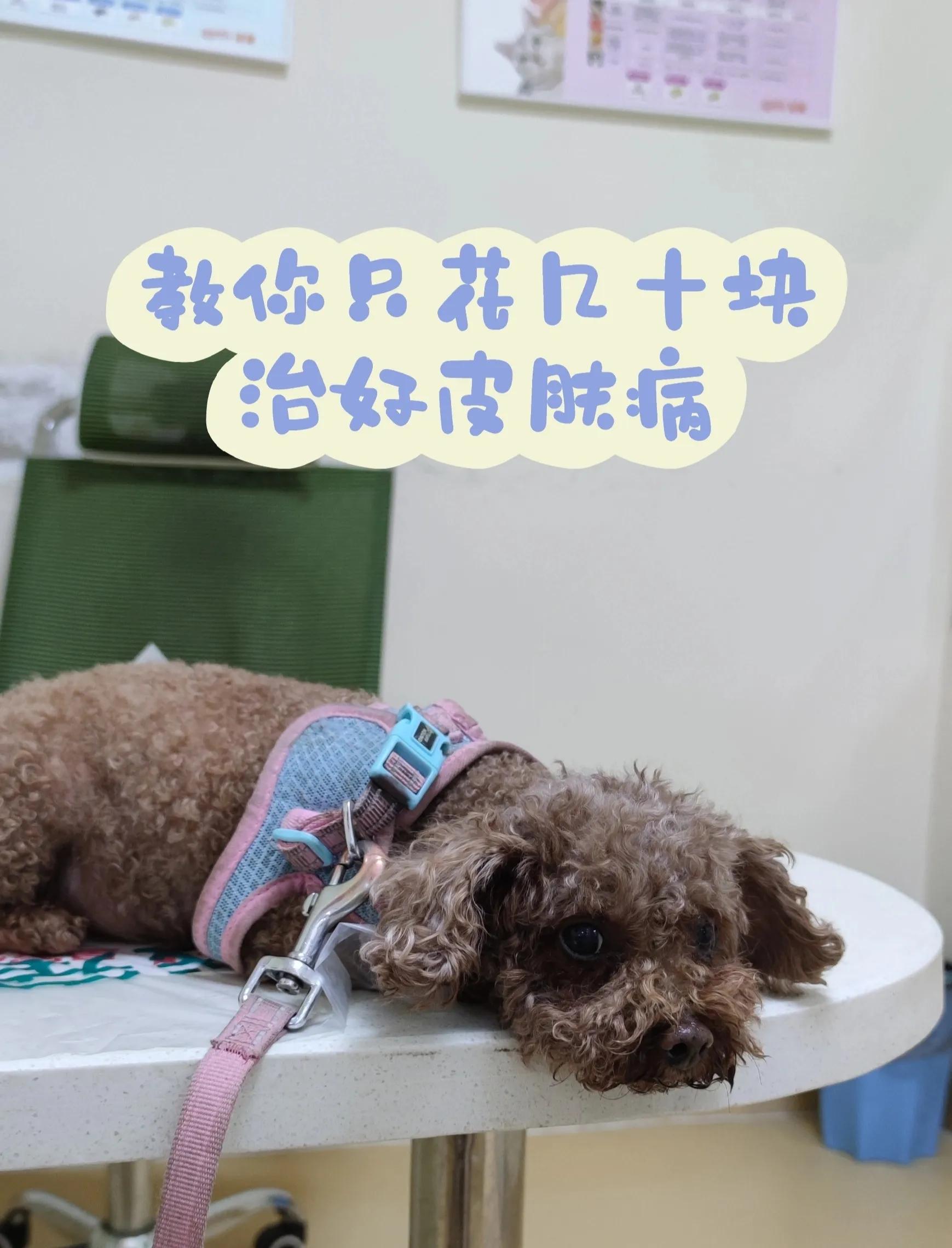 什么方法能彻底根治狗狗皮肤病,最快有效的治疗狗狗皮肤病方法