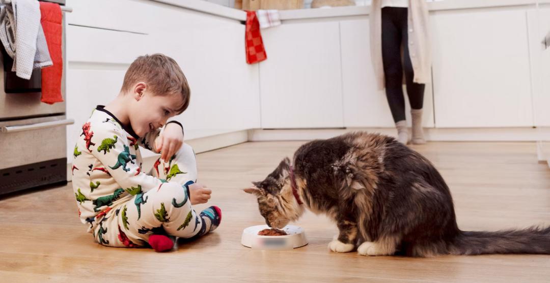 猫咪挑食光吃罐头,猫咪挑食吃罐头怎么办