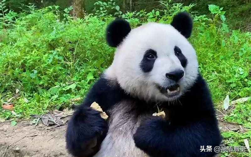 同样都是租借大熊猫,为啥卡塔尔一次就成功,印度求借14次被拒绝