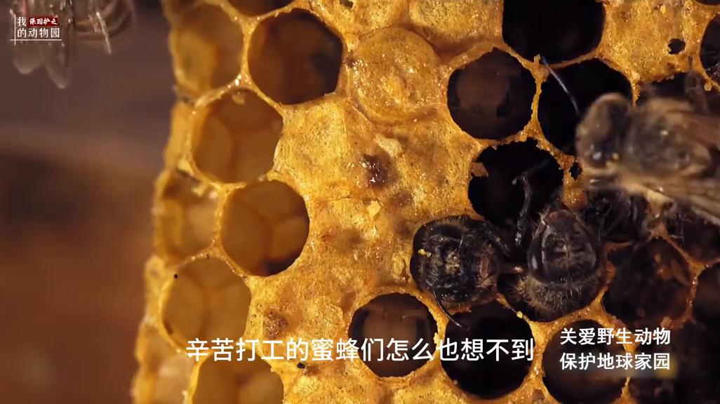 狂蜂怒号，接连遭遇挫败的金环胡蜂通过休养生息，恢复元气