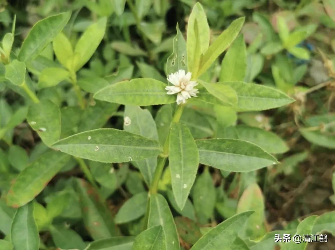 怎样解决除草剂对树的危害,十大恶性杂草除草方案