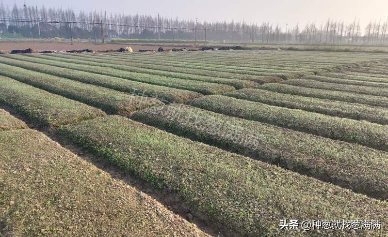 大葱育苗种植技术视频,大葱种子用双膜育苗好吗