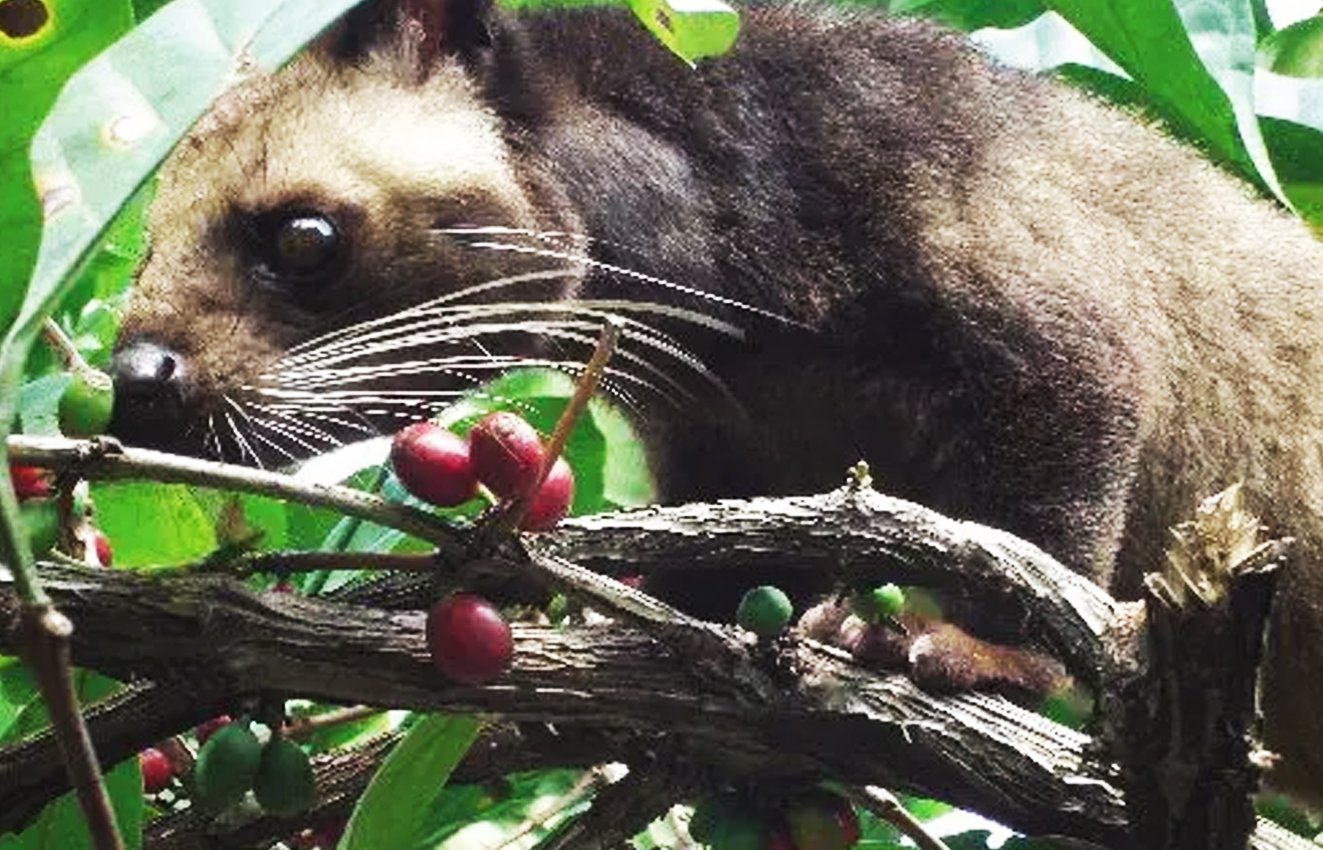 非常好闻！了解下世界昂贵的分泌物