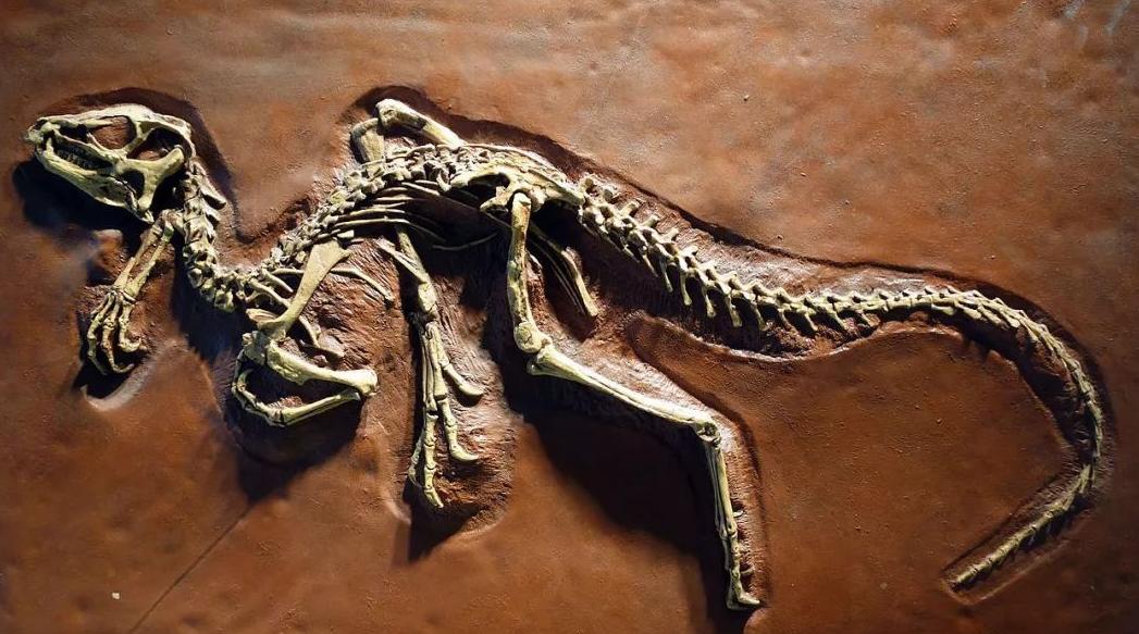 食肉恐龙演化过程,恐龙的分类发展及死亡历程