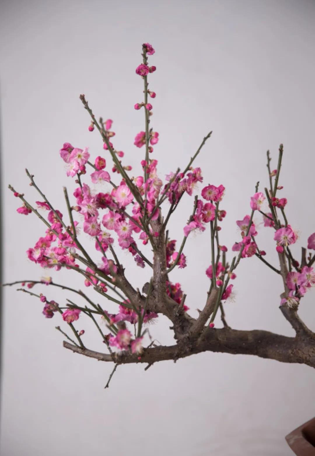 关于唱花的歌曲都有啥,最适合唱花的歌